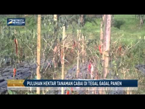 Puluhan Hektar Tanaman Cabai di Tegal Gagal Panen