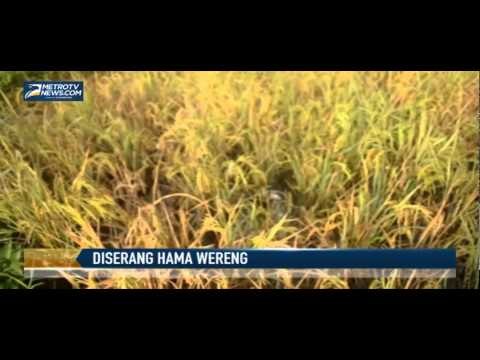 Ratusan Hektare Padi Diserang Hama Wereng