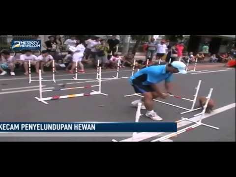 Aksi Komunitas Anjing Kecam Penyelundupan Hewan