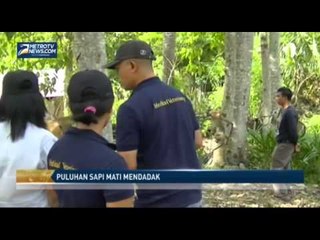 Puluhan Sapi Mati Mendadak