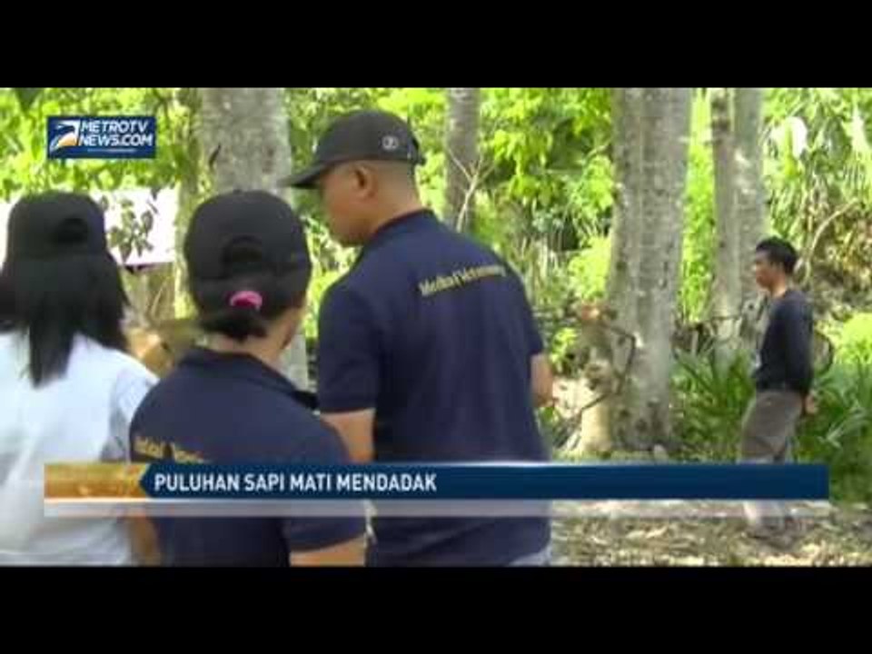 Puluhan Sapi Mati Mendadak