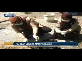 Positif Flu Burung, Ratusan Unggas Mati Mendadak