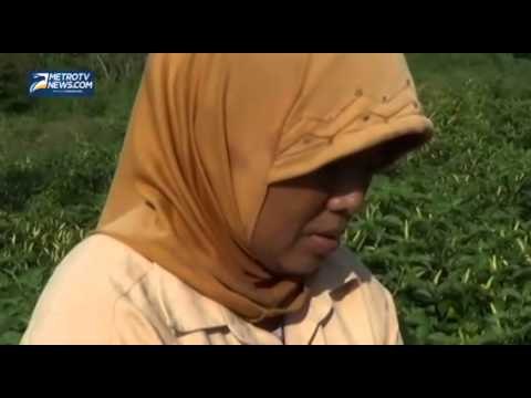 Harga Cabai di Sumenep Anjlok