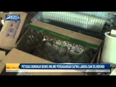 Petugas Bongkar Bisnis Online Perdagangan Satwa Langka dan Dilindungi