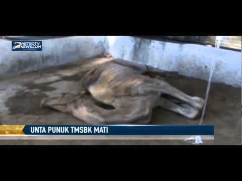 Satu satunya Unta Punuk Koleksi Kebun Binatang TMSBK Mati