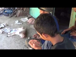 Sapi Berkepala Dua Gegerkan Warga