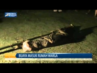Buaya Masuk Rumah Warga