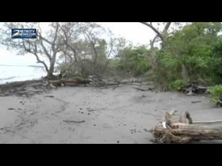 Alih Fungsi Lahan, Hutan Bakau Rusak Satwa Langka Punah