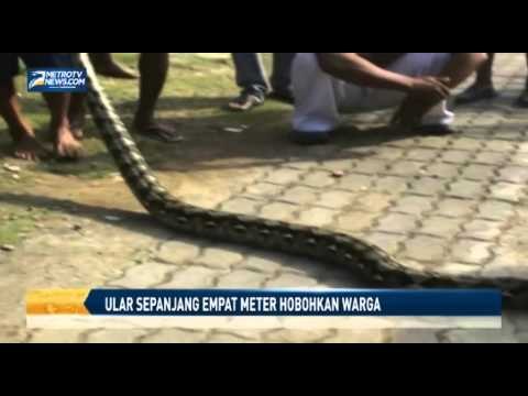 Ular Sepanjang Empat Meter Hebohkan Warga Semarang