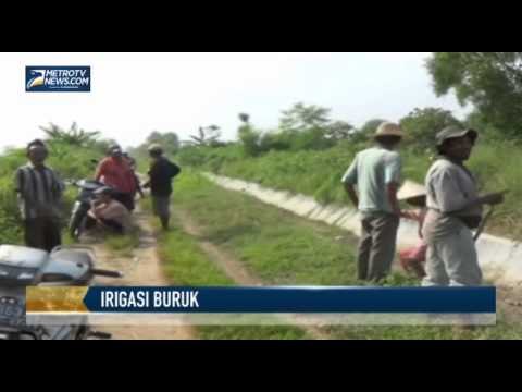 Irigasi Buruk, Ratusan Hektare Sawah Terancam Rusak