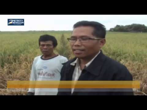 Hama Wereng Rusak Ratusan Hektar Tanaman Padi di Brebes