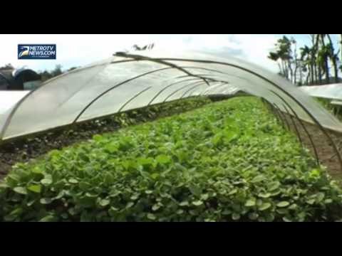 Pabrik SKT Sampoerna Tutup, Petani Khawatir Harga Tembakau Anjlok