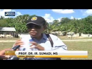 Kontes Kejantanan Sapi Sumba