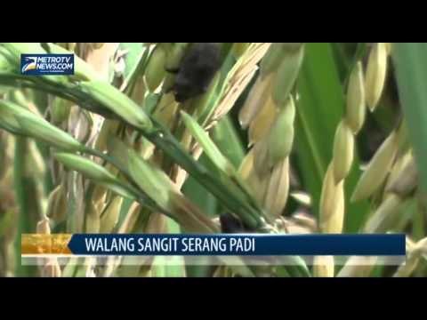 Walang Sangit Serang Padi dan Cabai di Musi Rawas