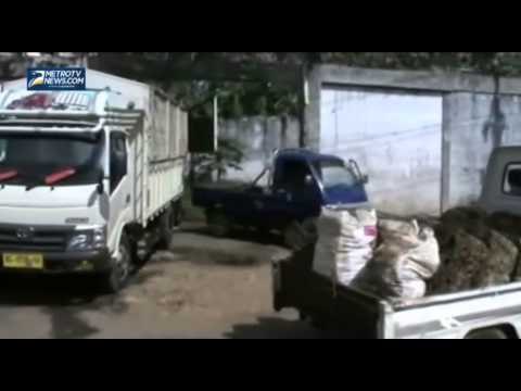 Harga Karet Anjlok, Petani di Lubuklinggau Menjerit