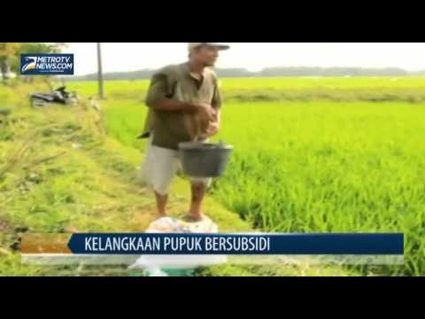 Pupuk Bersubsidi di Jombang Langka