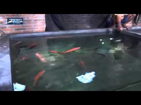 Digemari Wisman, Harga Ikan Tongsing Capai Rp900 Ribu per Kg