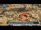 Terserang Hama Patek Petani Cabai Panen Lebih Awal