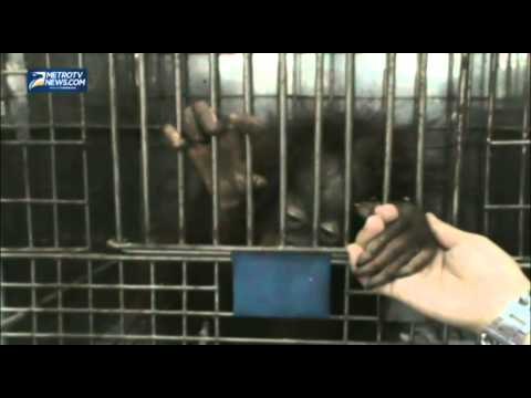 Selundupkan Puluhan Satwa Langka, 3 WNA Ditangkap di Bandara Soetta