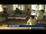 Warga Serahkan Bayi Orang Utan ke BKSDA Sampit