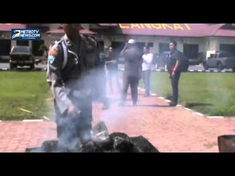 Polres Langkat Musnahkan 140 Kg Ganja