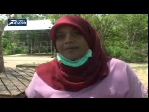 Stres, 80 Ekor Orangutan Jalani Rehabilitasi