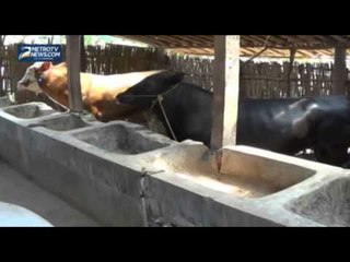 Disnakan Karanganyar Periksa Kesehatan Sapi Milik Warga