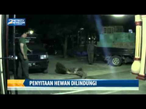 BKSDA Jabar Sita Puluhan Hewan Dilindungi