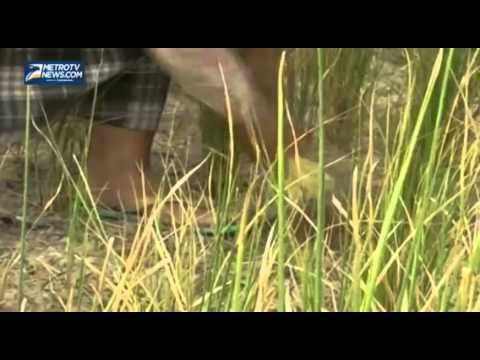 Ribuan Hektar Padi di Paluta Terancam Kekeringan