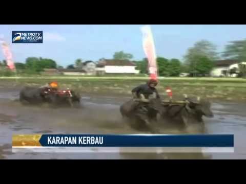 Karapan Kerbau, Tradisi Petani Lumajang Sambut Musim Tanam