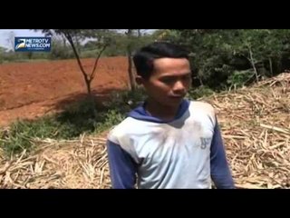 Harga Anjlok, Petani Tebu di Kudus Menjerit