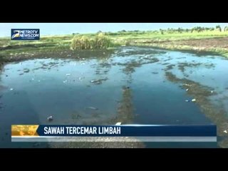Puluhan Hektare Sawah di Rancaekek Tercemar Limbah