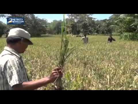 Diduga Tercemar Limbah, Ratusan Hektar Sawah Gagal Panen