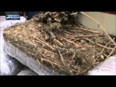 Sindikat Narkoba Lapas Terbongkar, 177 Kg Ganja Kering Disita