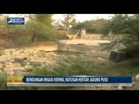 Bendungan Irigasi Kering, Ratusan Hektar Jagung Puso