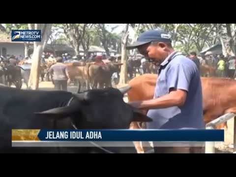 Jelang Idul Adha, Harga Sapi Naik Rp1 Juta