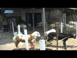 Penjulan Domba Kurban di Sukabumi Turun Drastis