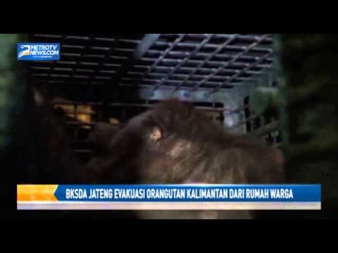 BKSDA Jateng Evakuasi Orangutan Kalimantan dari Rumah Warga