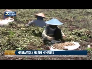 Kemarau, Petani Kacang Tanah Raup Untung Besar