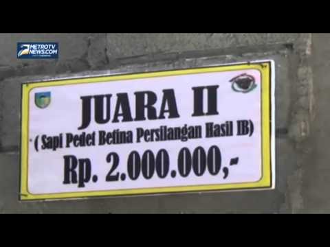 Jelang Idul Adha Tempat Penggemukan Sapi Mulai Diserbu Pembeli