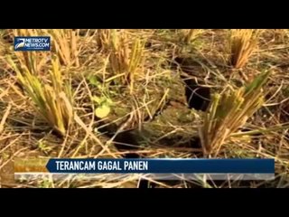 Puluhan Hektare Sawah Terancam Gagal Panen