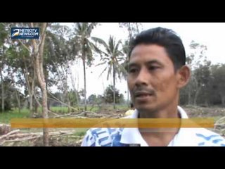 Harga Anjlok, Petani Tebangi Pohon Karet