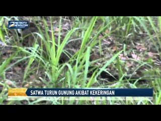 Satwa Turun Gunung Akibat Kekeringan