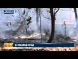 Ratusan Hektare Hutan di OKU Terbakar