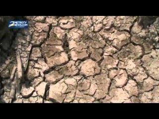 Ratusan Hektare Sawah di Tulang Bawang Gagal Panen