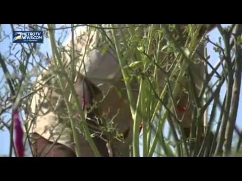 Kemarau Panjang, Petani Cabai di Temanggung Gagal Panen