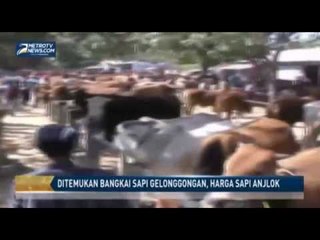 Penemuan Bangkai Sapi Gelonggongan Menurunkan Harga Hewan Kurban