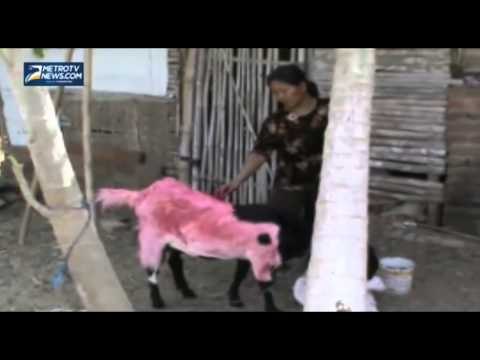 Takut Dimangsa Binatang Buas, Bulu Kambing Dicat Merah oleh Warga