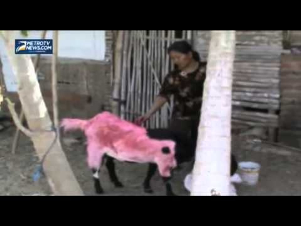 Takut Dimangsa Binatang Buas, Bulu Kambing Dicat Merah oleh Warga