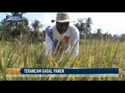 Puluhan Hektare Sawah di Ciamis Terancam Gagal Panen